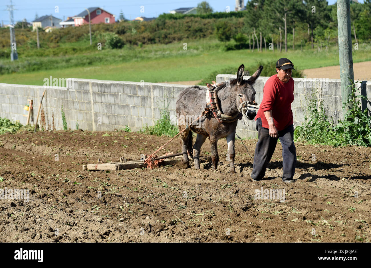 Woman female farmer tilling the land using a donkey in Galicia in