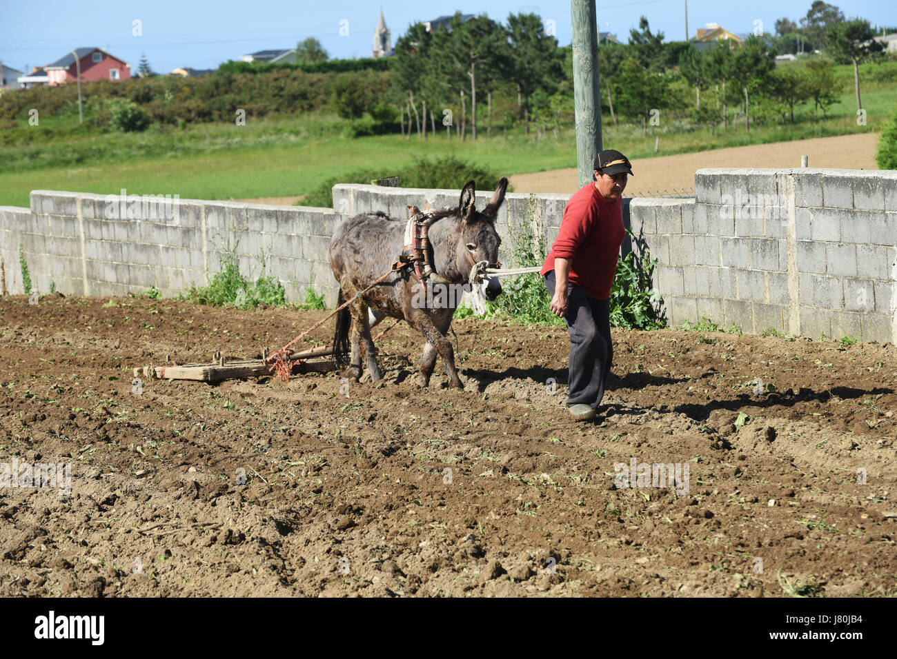 Woman female farmer tilling the land using a donkey in Galicia in