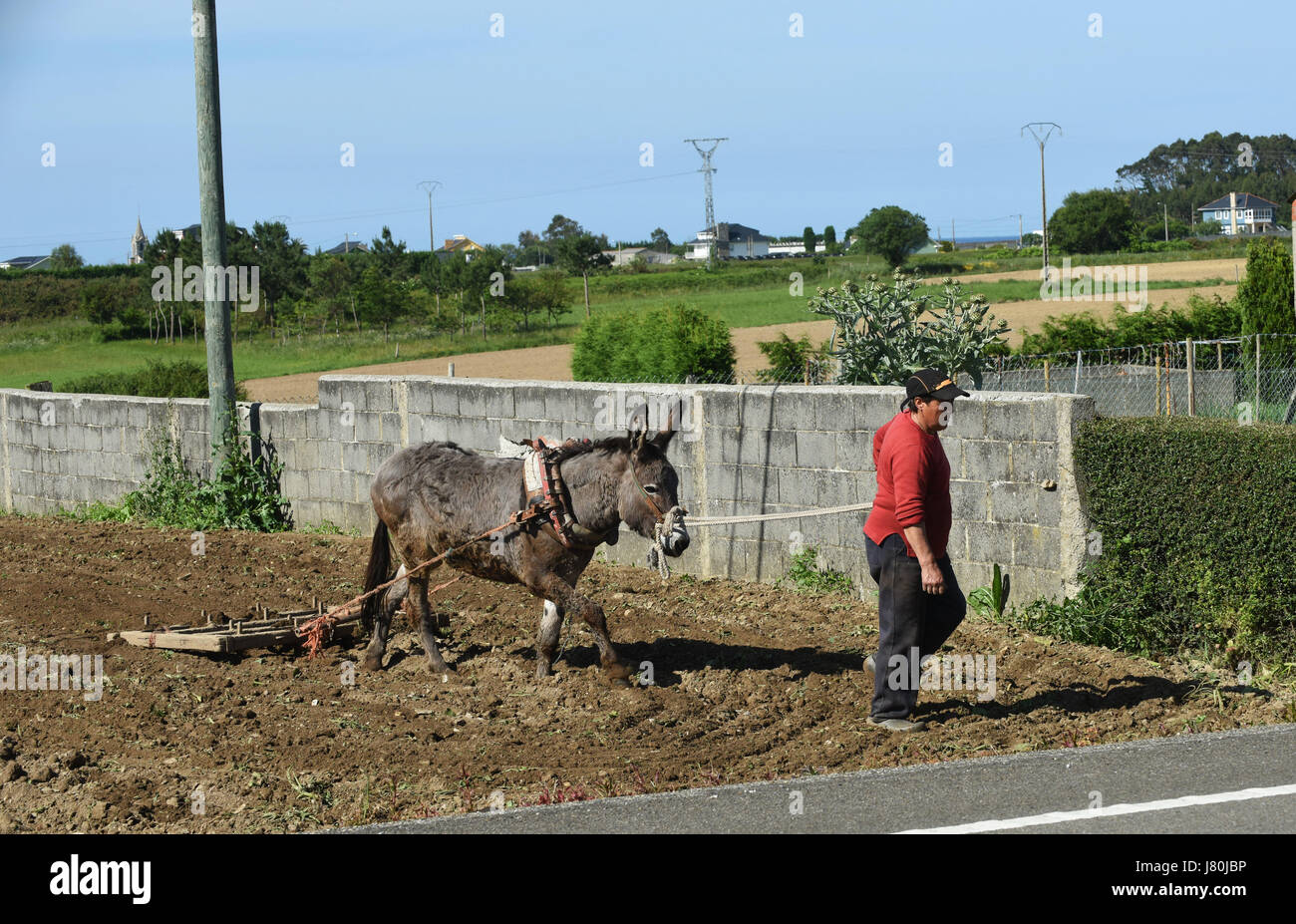 Woman female farmer tilling the land using a donkey in Galicia in