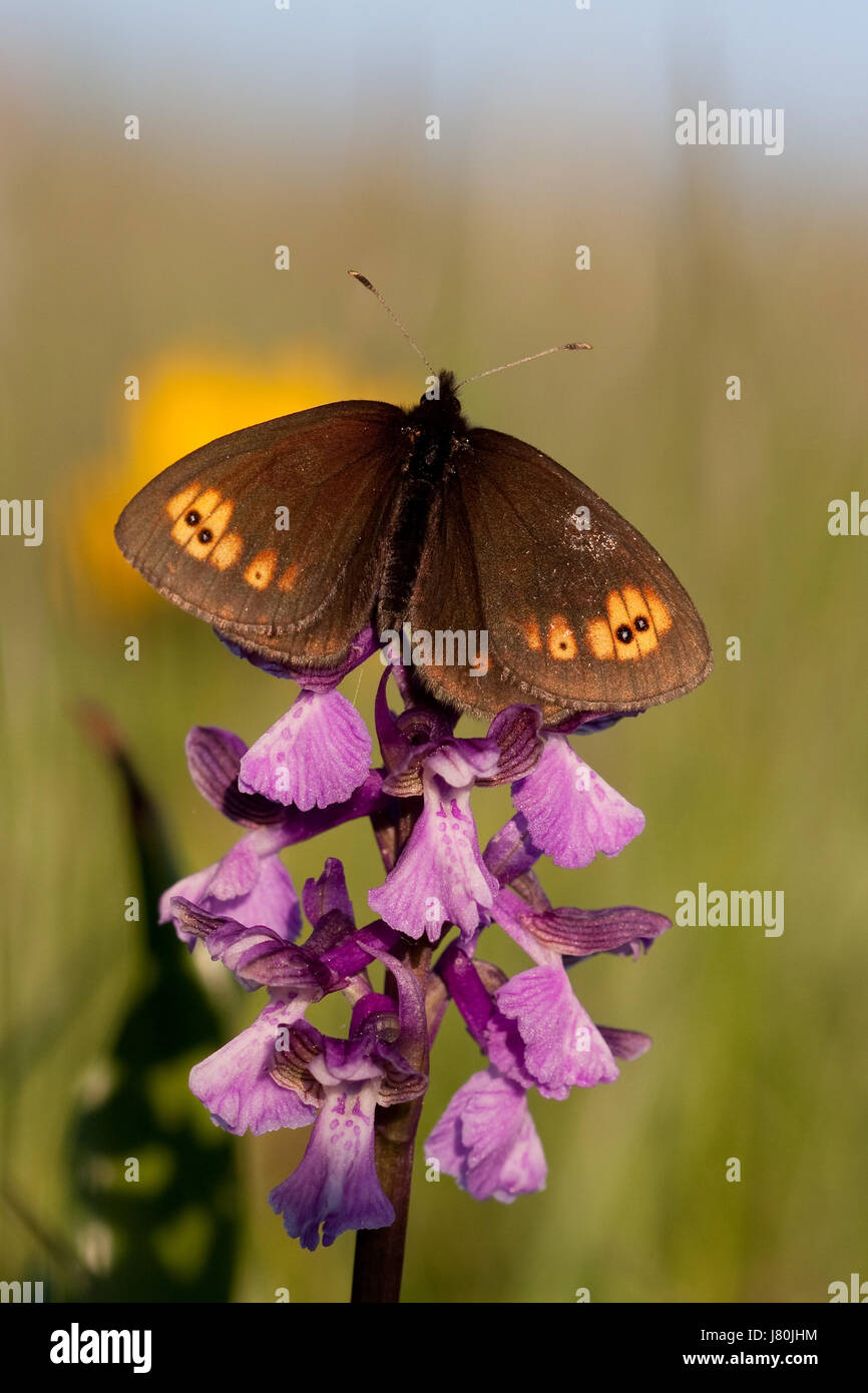 Orange and black moth hi-res stock photography and images - Alamy