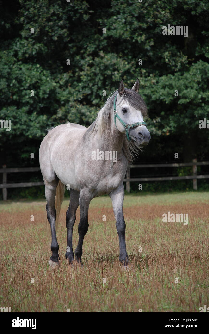 arab dapple grey horse thoroughbred physique willow horse face portrait eyes Stock Photo