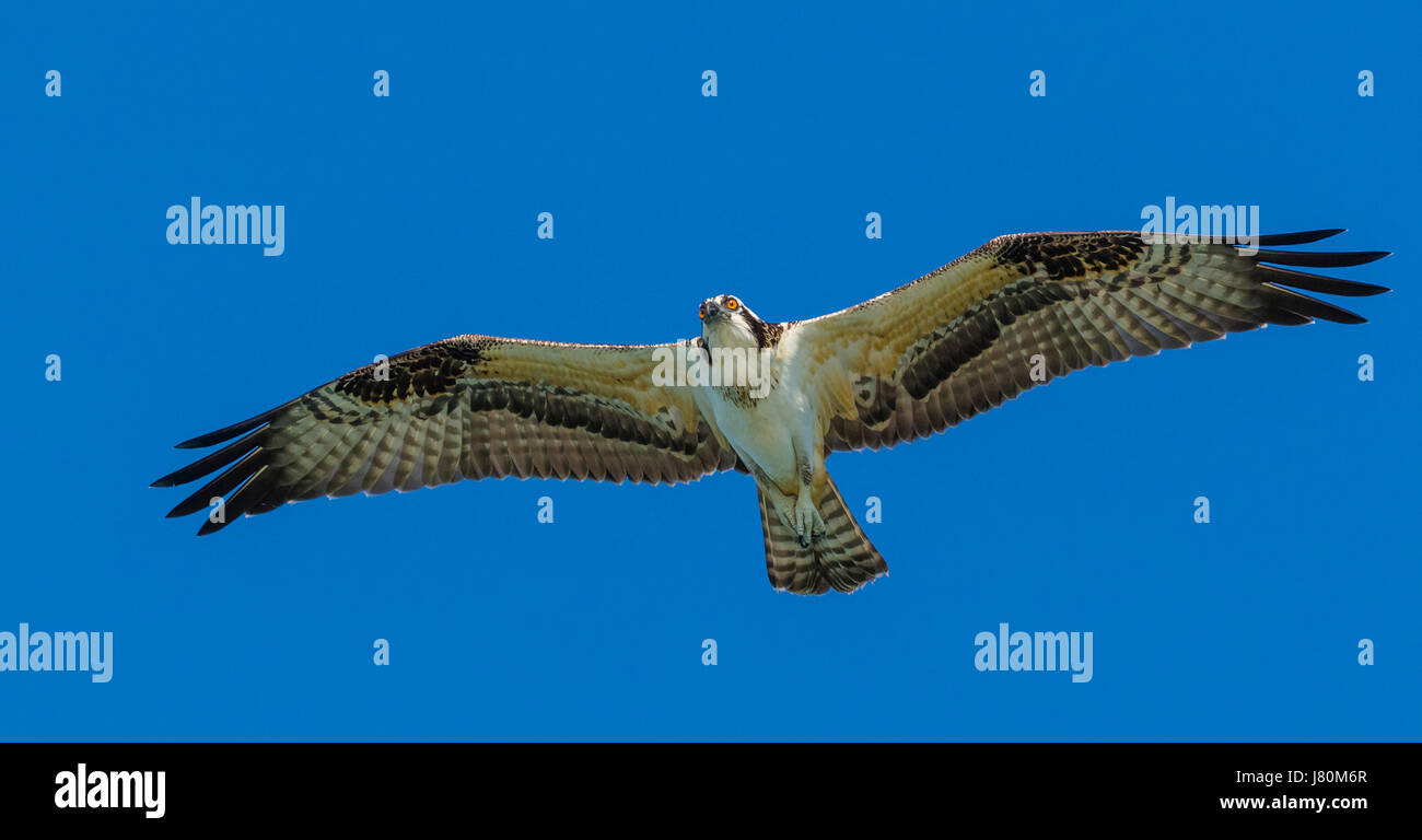 Osprey soaring overhead taken from underneath aganist a blue sky Stock Photo