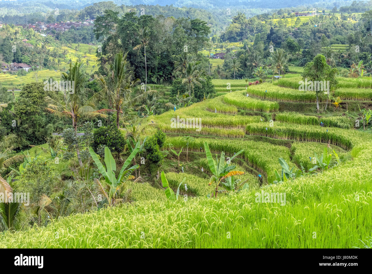 Angami Terrace Rice Balinese terraced rice paddy hi-res stock photography and images - Alamy