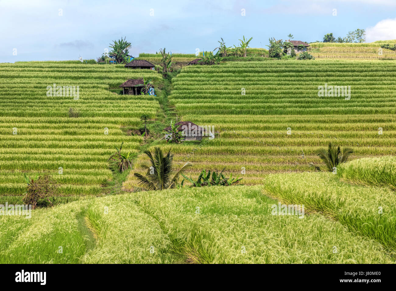terraced rice fields, Jatiluwih, Bali, Indonesia, Asia Stock Photo