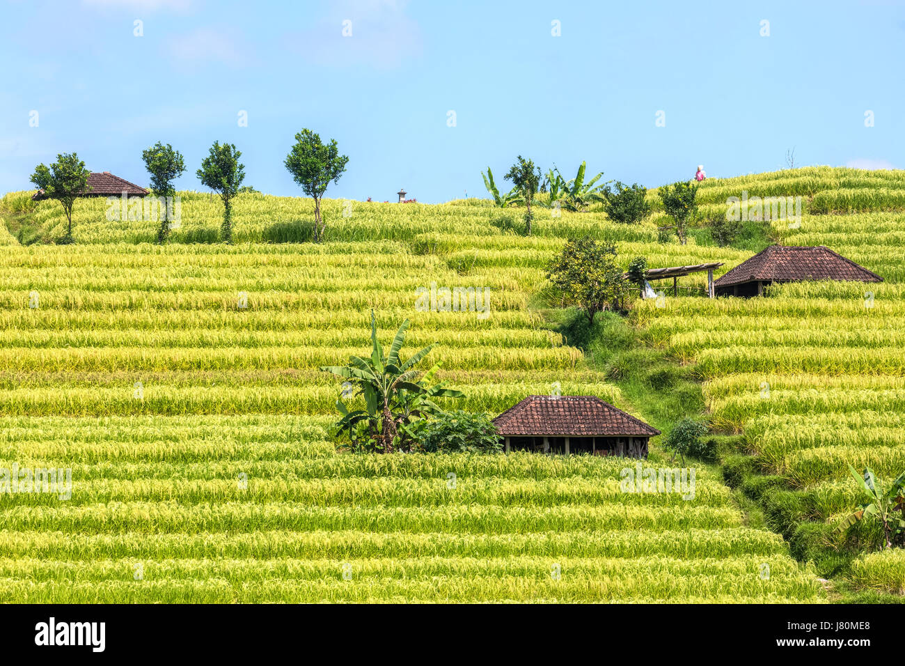 terraced rice fields, Jatiluwih, Bali, Indonesia, Asia Stock Photo