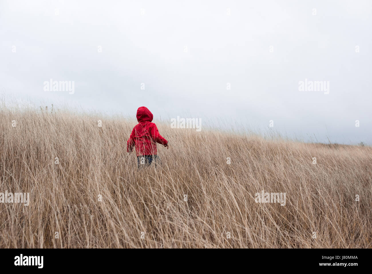 Cute little boy in red jacket with hood walking in tall dry grass at