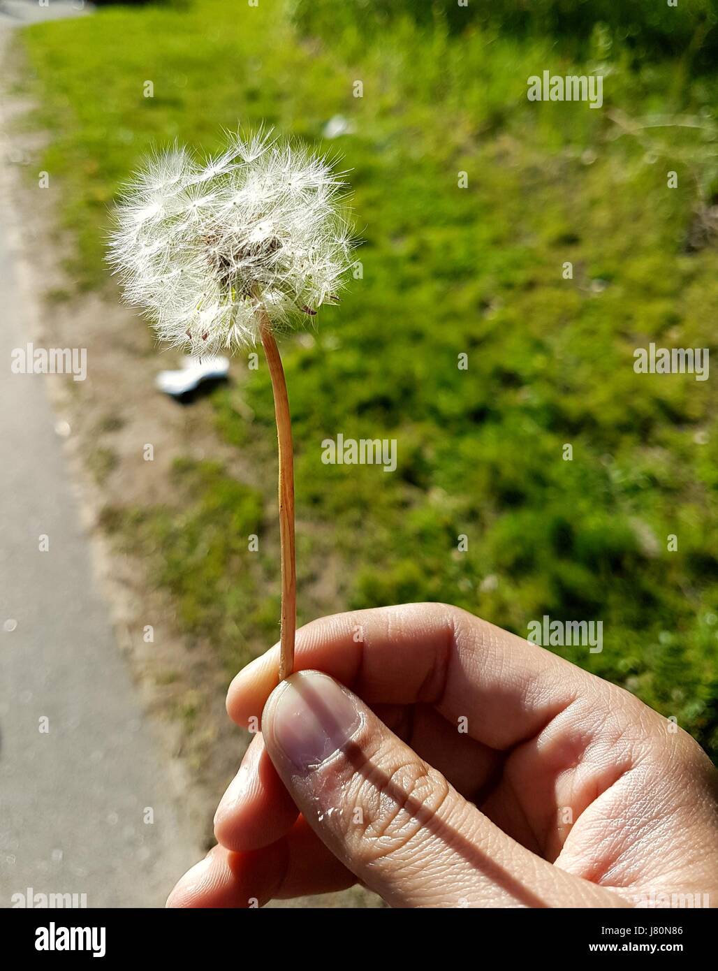 A man holding Dandelion in his right hand while it creates shadow on his hand Stock Photo