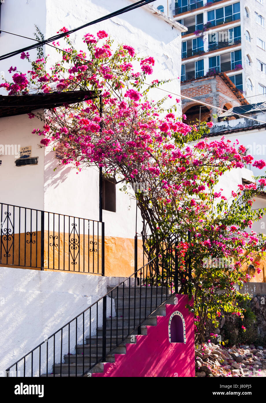 A beautiful pink bouganvillia bush on the side of a very colorful house on a back street of downtown Puerto Vallarta. Very authentic Stock Photo