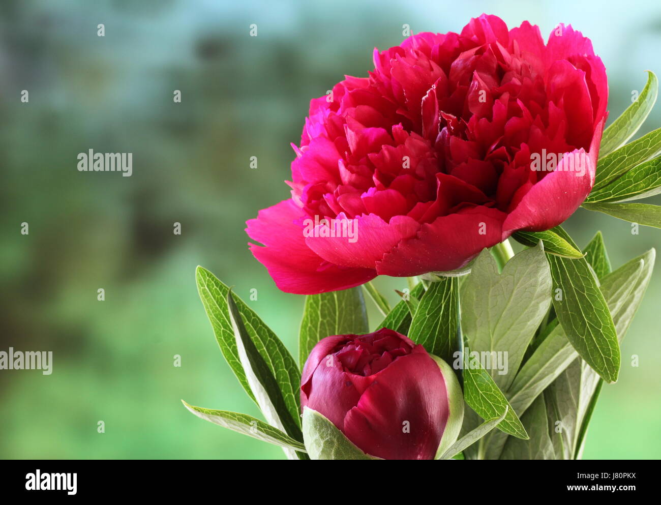 peonies open and closed Stock Photo Alamy