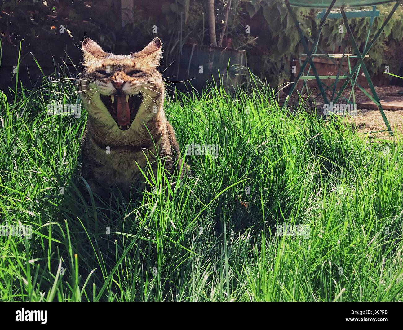 Tabby cat yawning in the grass Stock Photo