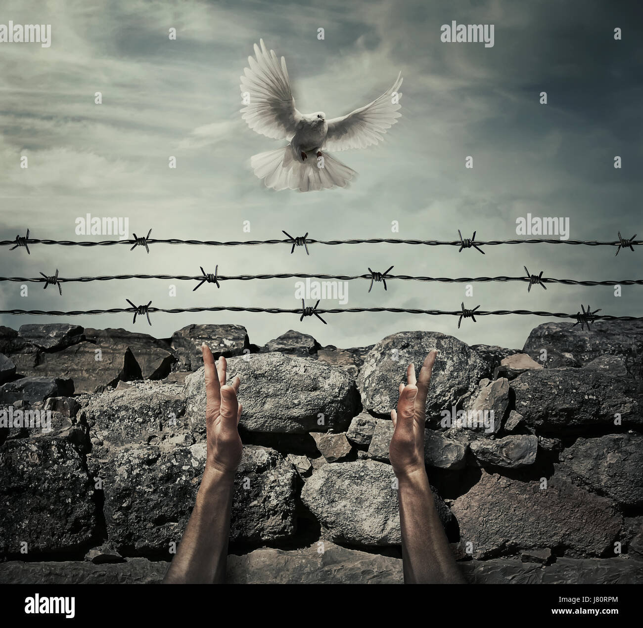 Man arms on a stone wall fence background with barbed wire on top as a convict in a prison rise hands to the sky on a flying pigeon. Need forgiveness, Stock Photo