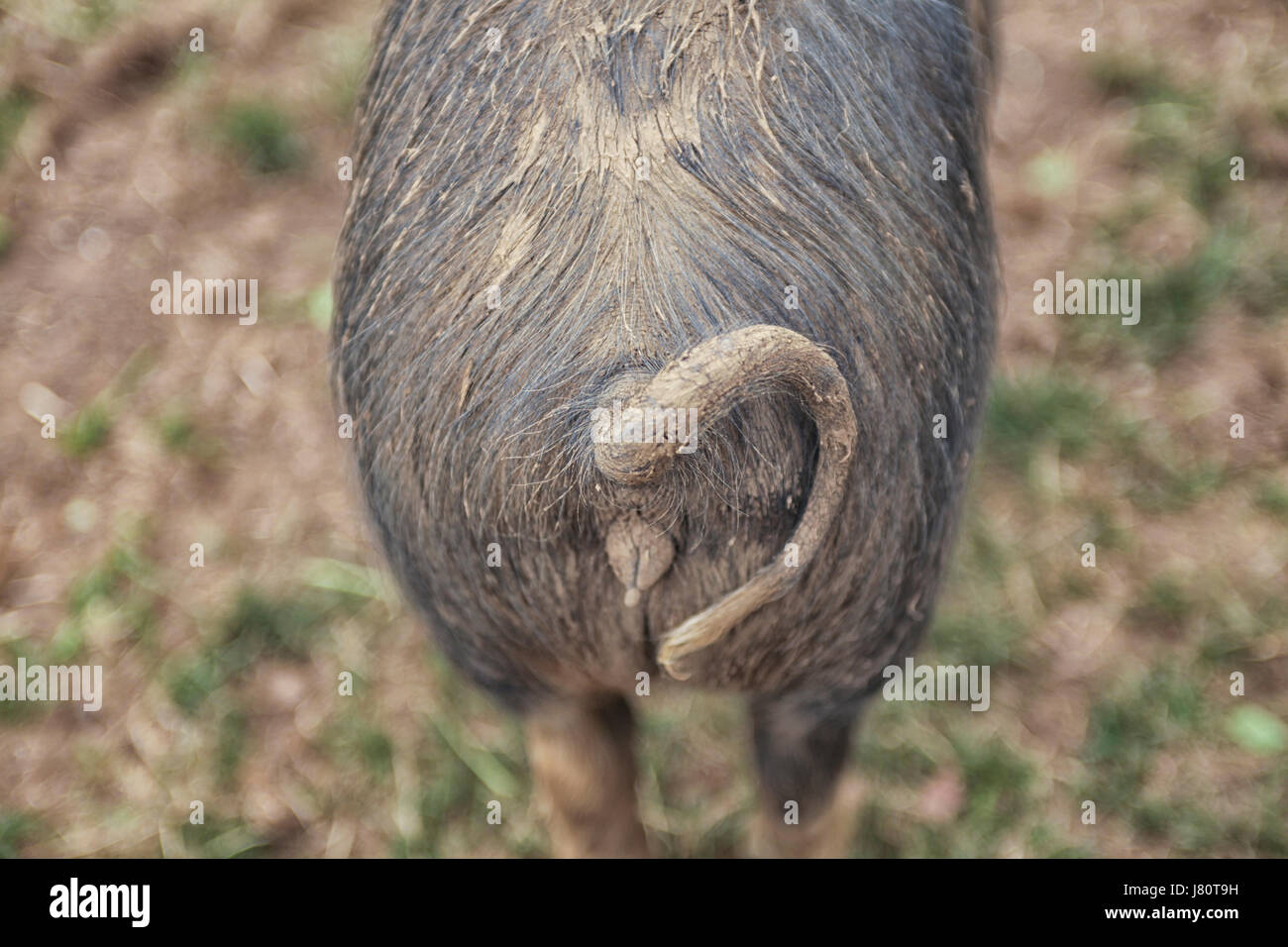 Happy pig with curly tail Stock Photo