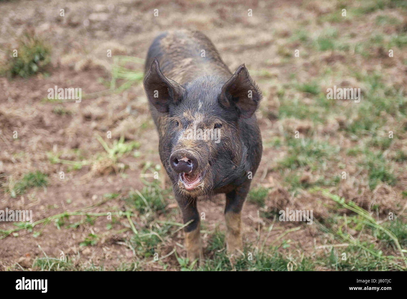 Cute muddy piglet on a farm looking at you Stock Photo