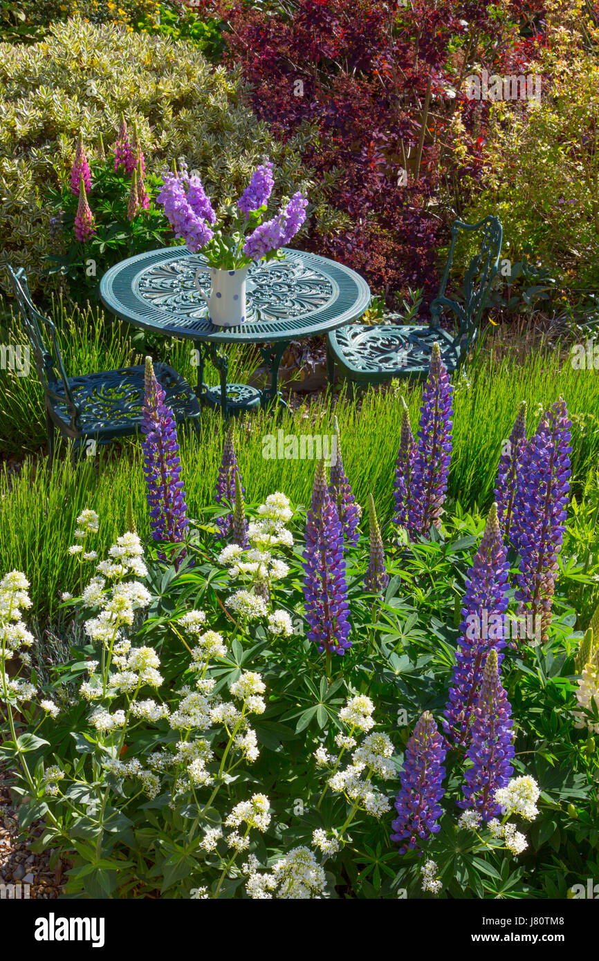 Blue Lupins and White Valerian flowering in the foreground in country garden with an abundance of plants and flowers. Stock Photo