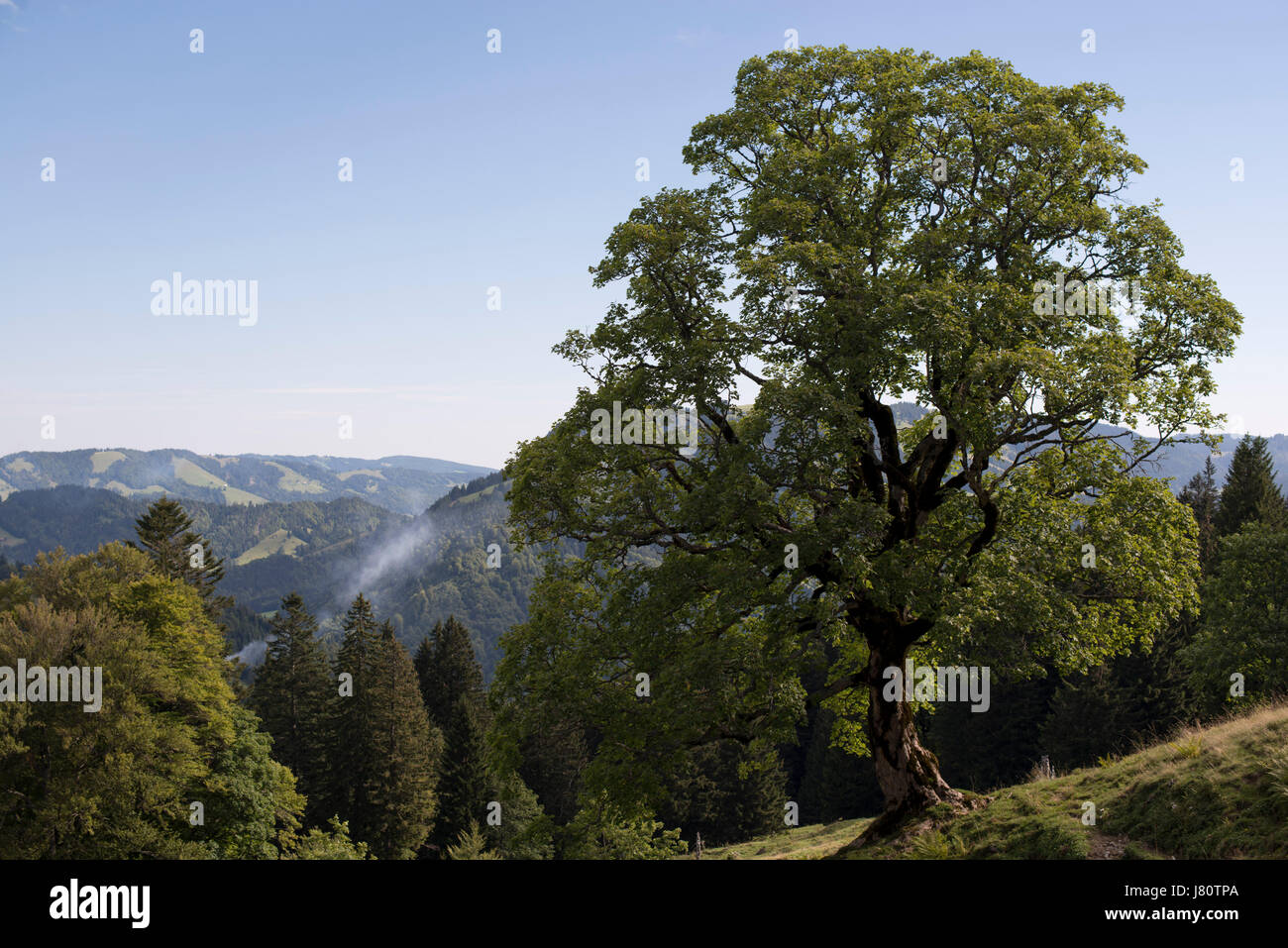 Ahornbaum beim Aufstieg auf die Nagelfluhkette, Allgäuer Alpen, Deutschland. Nature park Nagelfluhkette in the Allgäu Alps, Germany Stock Photo