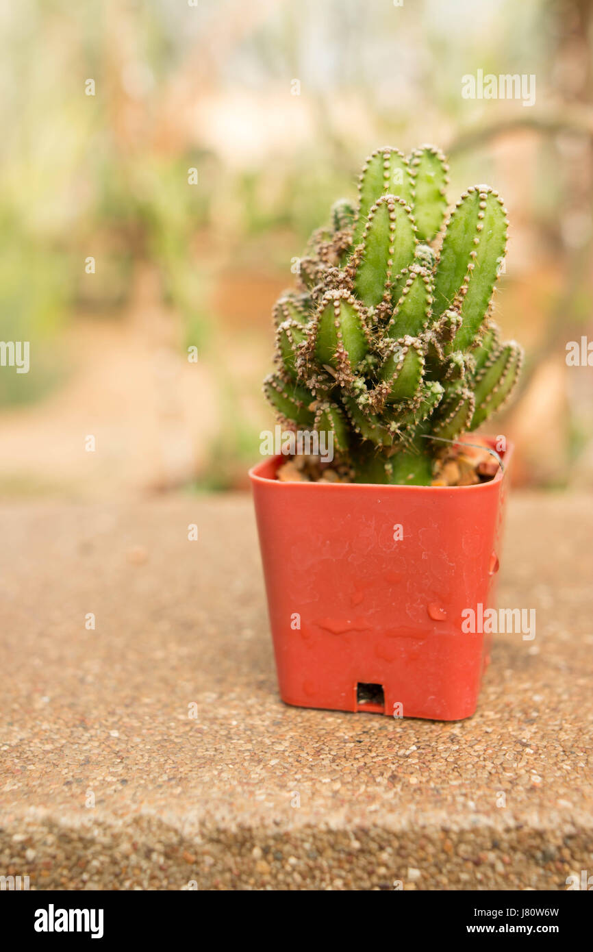 cactus in desert at the garden Stock Photo