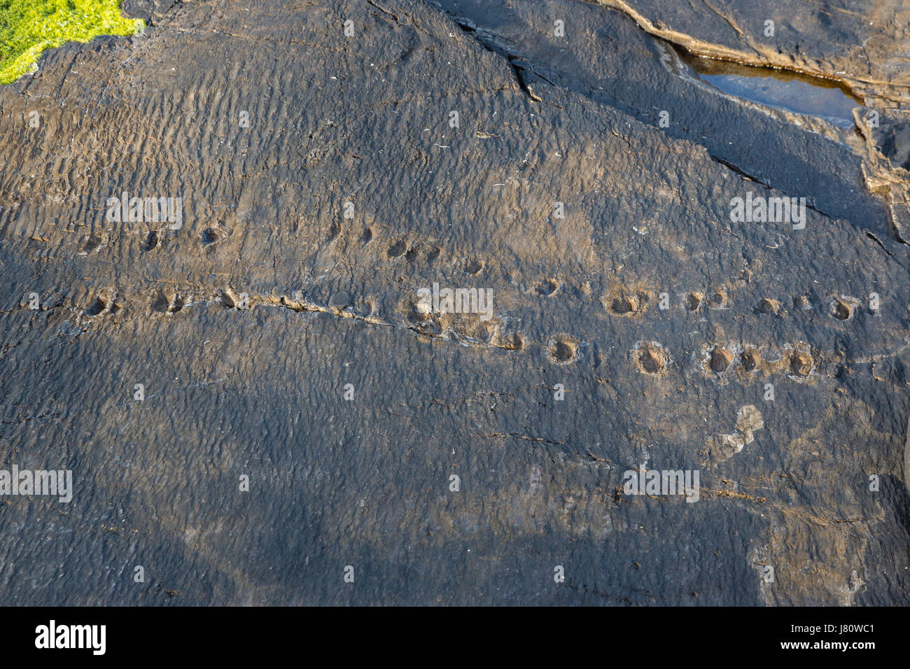 Early Tetrapod trackway, Valentia Island, County Kerry Ireland Stock Photo