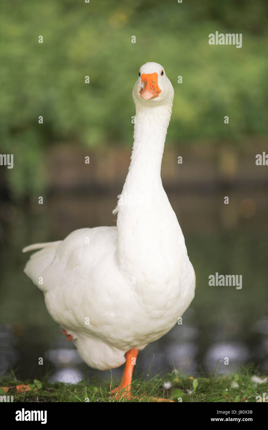 Domestic white goose standing Stock Photo Alamy