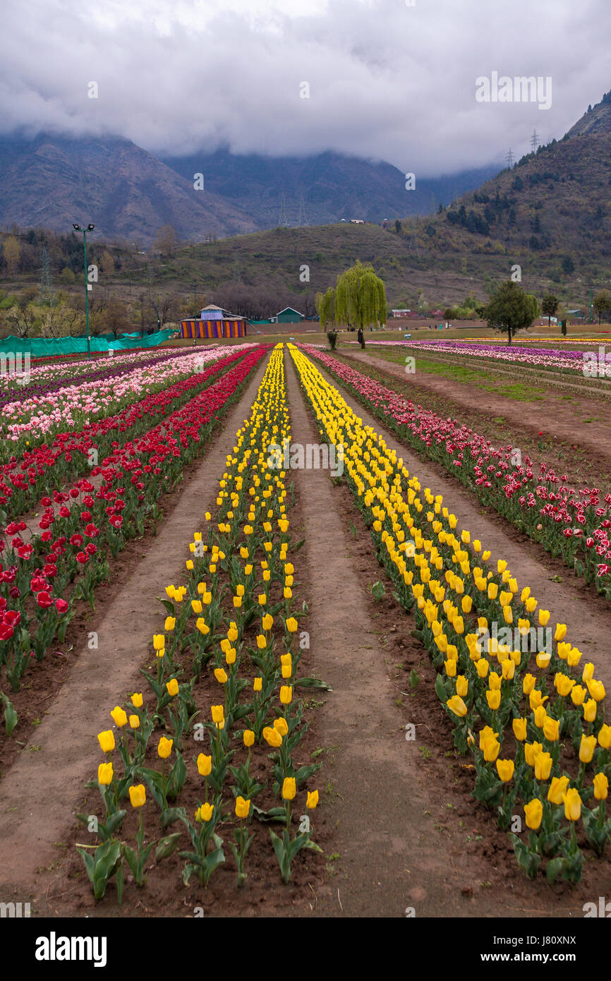 Indira Gandhi Memorial Tulip Garden Cheshmashahi Srinagar Stock Photo