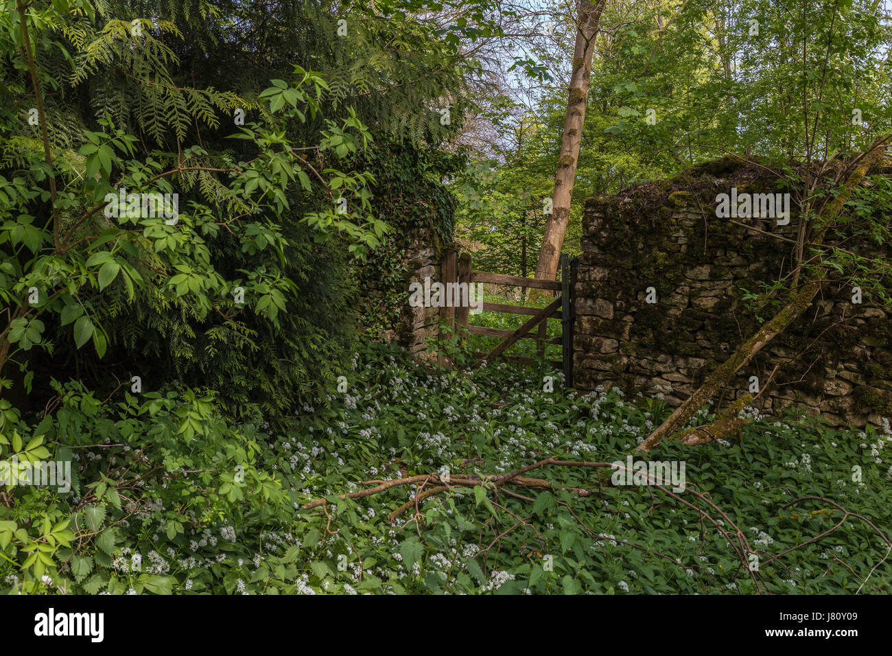 Small wooden gate in a drystone wall on the Cotswold Way Stock Photo