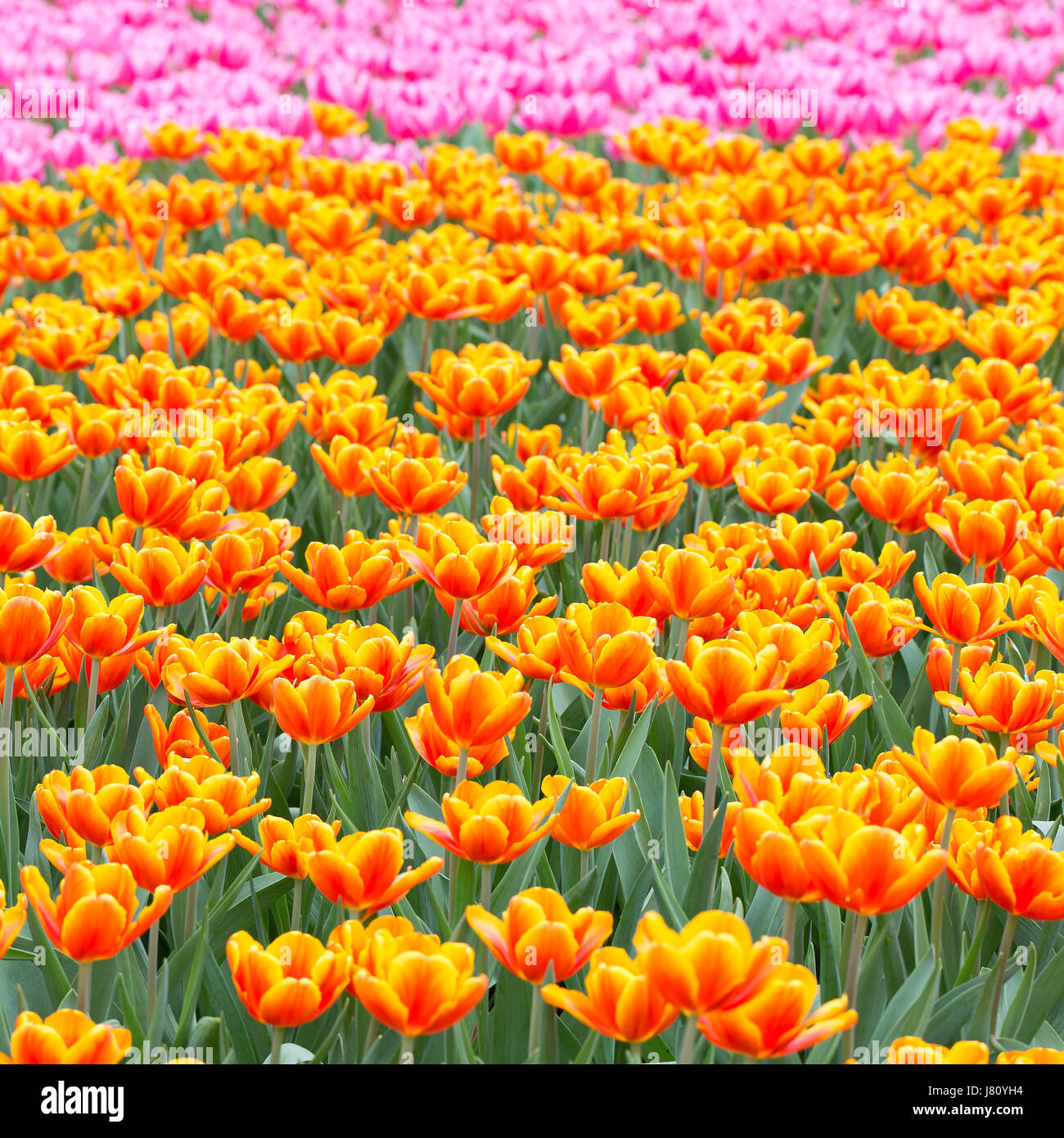 Field of colorful tulips Stock Photo - Alamy