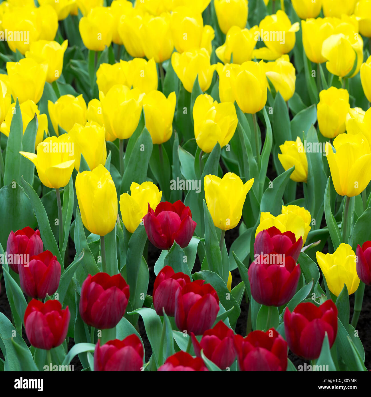 Field of Red and yellow tulips Stock Photo - Alamy