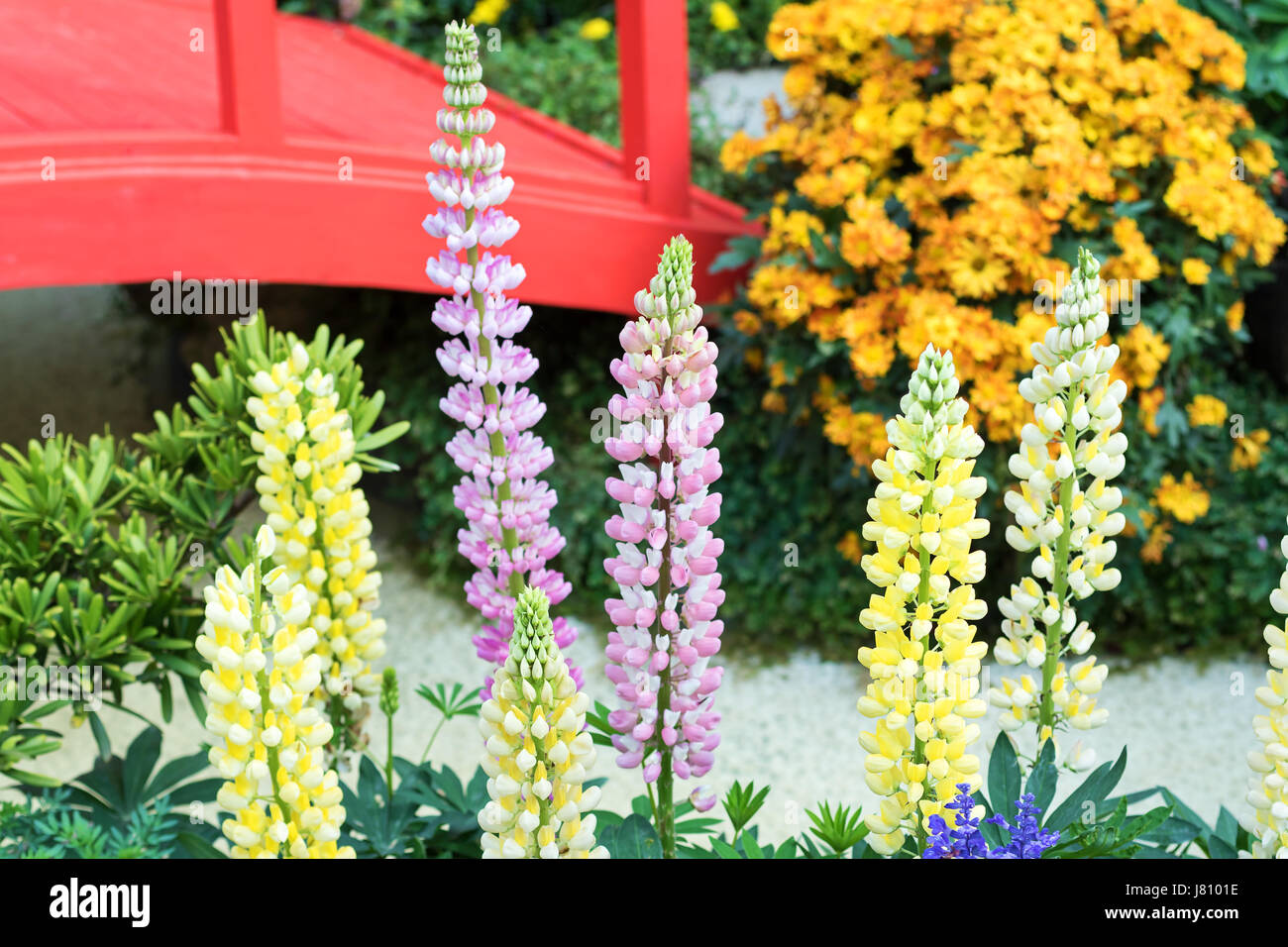 lupine Flower Stock Photo