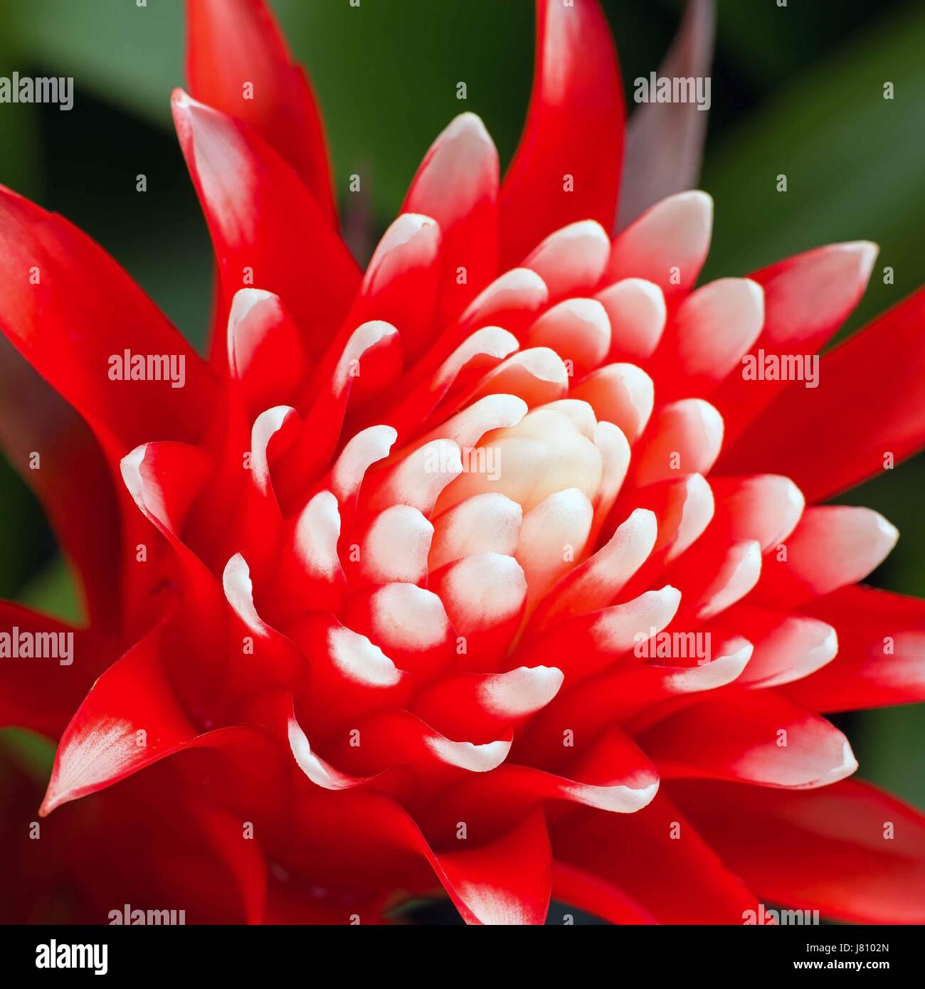 Nice red bromeliad flower Stock Photo
