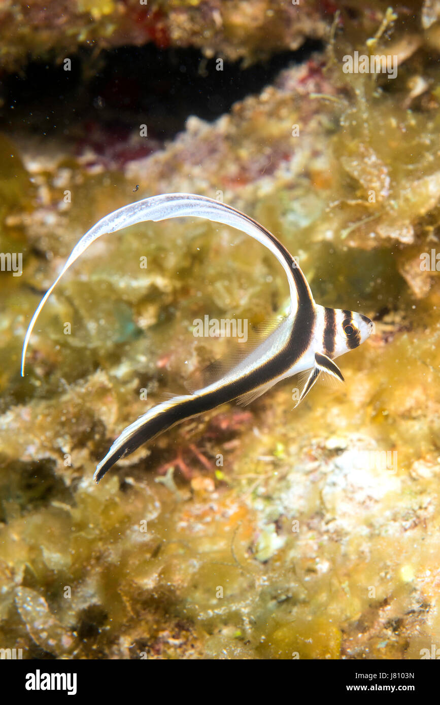 The Juvenile Spotted Drum is a beautiful fish often seen while diving on coral reefs Stock Photo