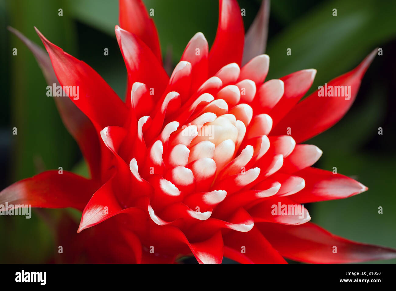 Nice red bromeliad flower Stock Photo