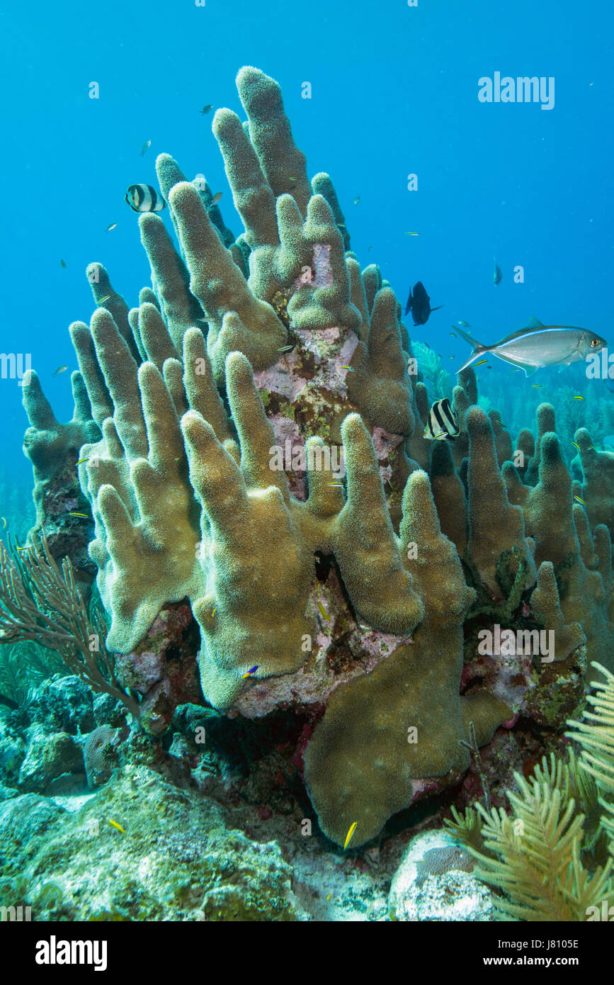 Pillar coral in the Queen's Gardens, Cuba Stock Photo