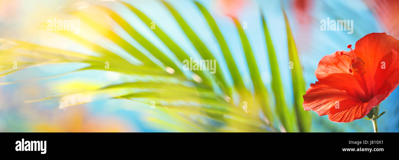 Shallow Dof on Red hibiscus,palm leaf background Stock Photo