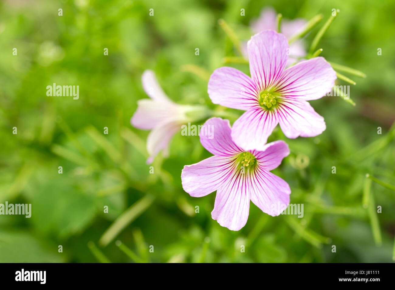 Pink Wood Sorrel Oxalis articulata subsp Stock Photo Alamy