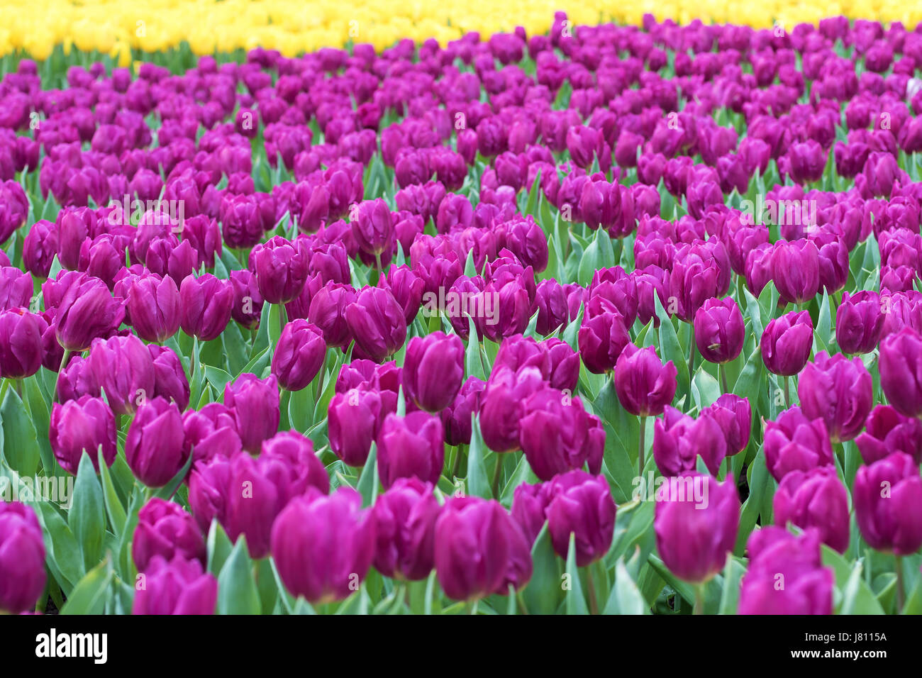 Purple tulips field Stock Photo - Alamy