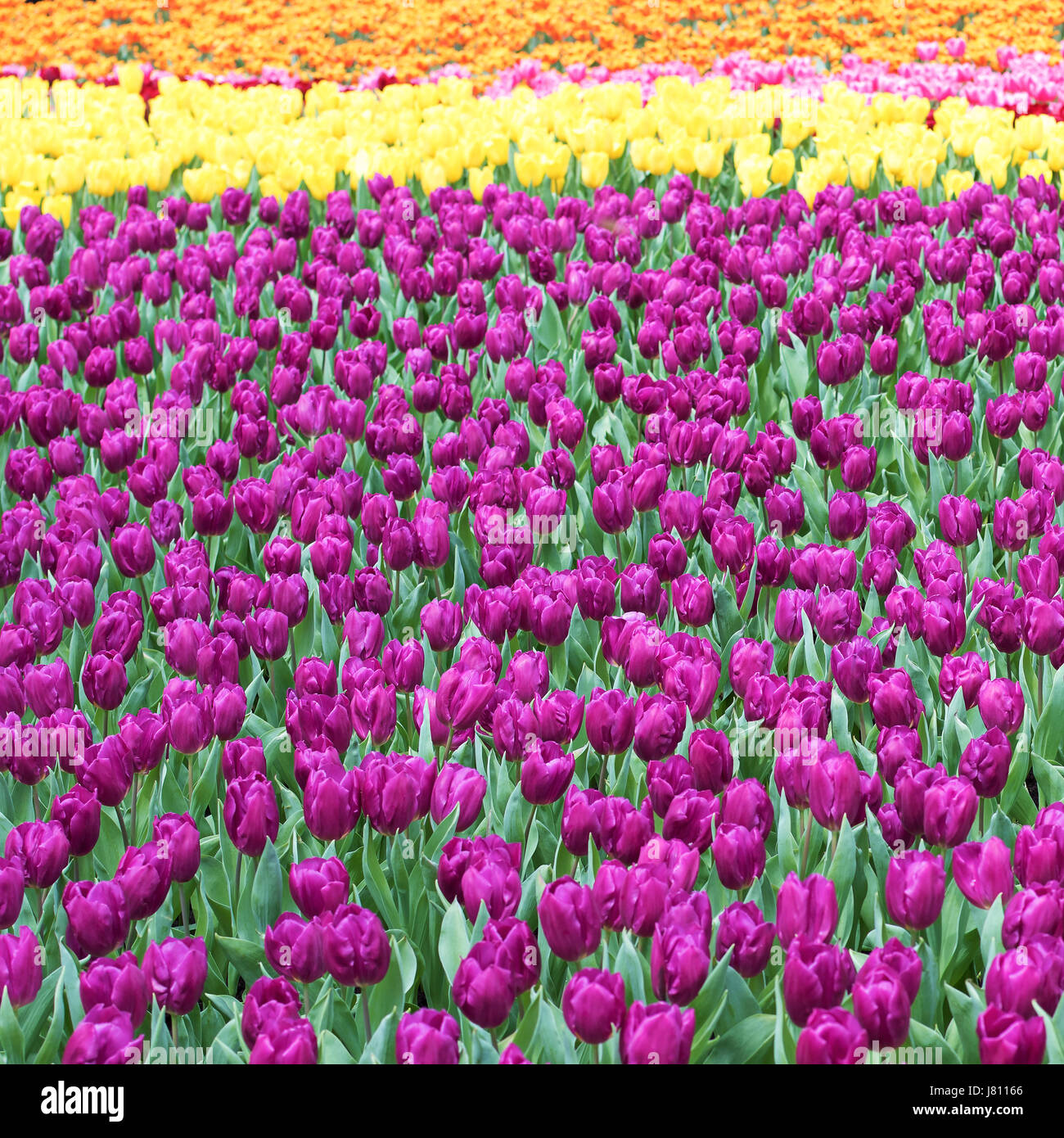 Purple tulips field Stock Photo - Alamy