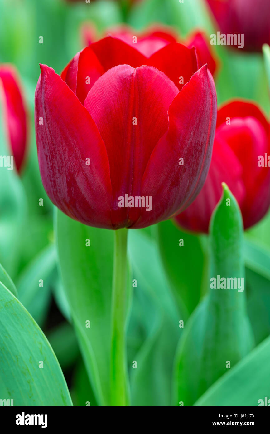 Rust Red Tulip Red tulip clean background focus hi-res stock photography and images ...