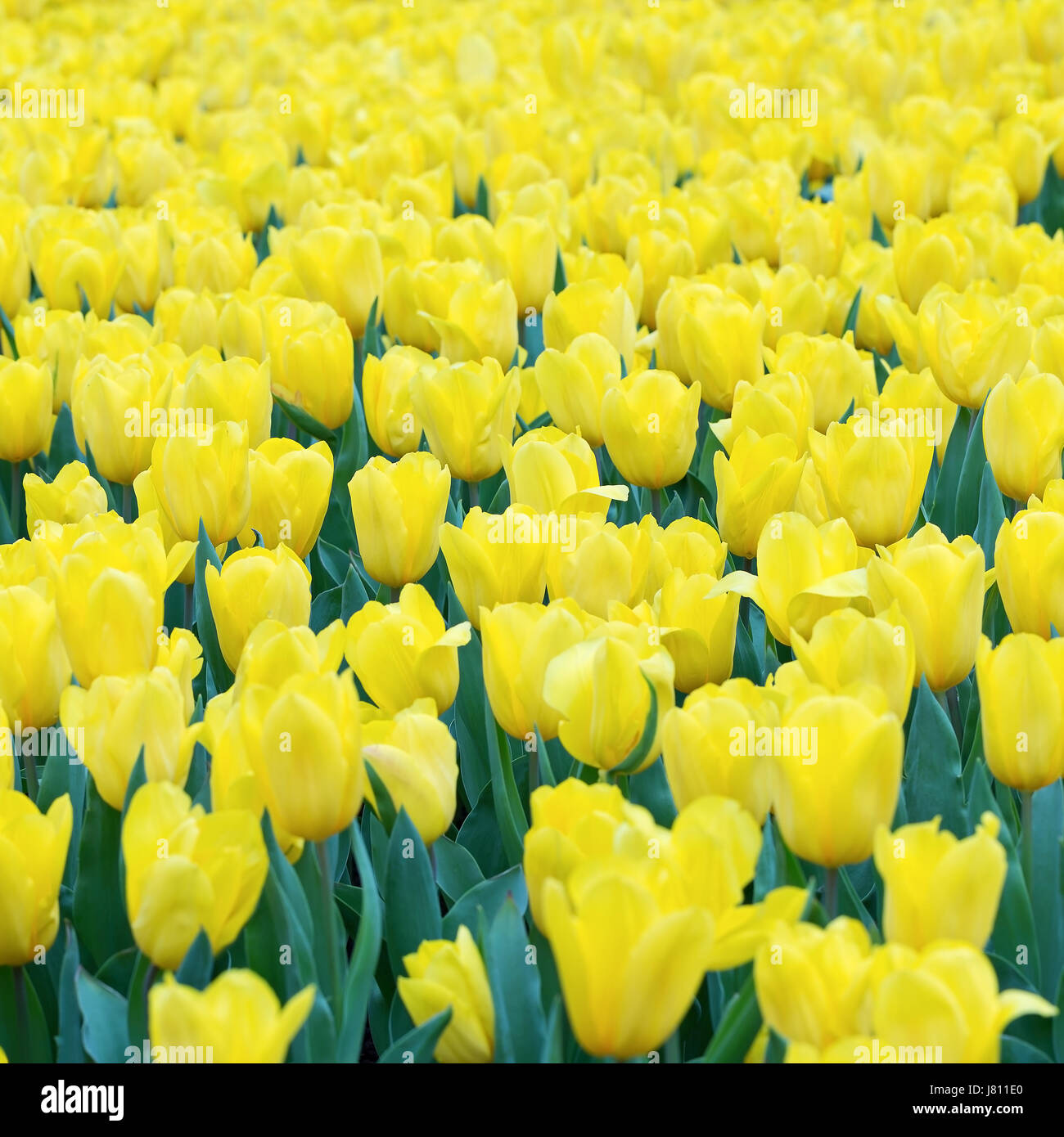 Yellow tulips field Stock Photo - Alamy