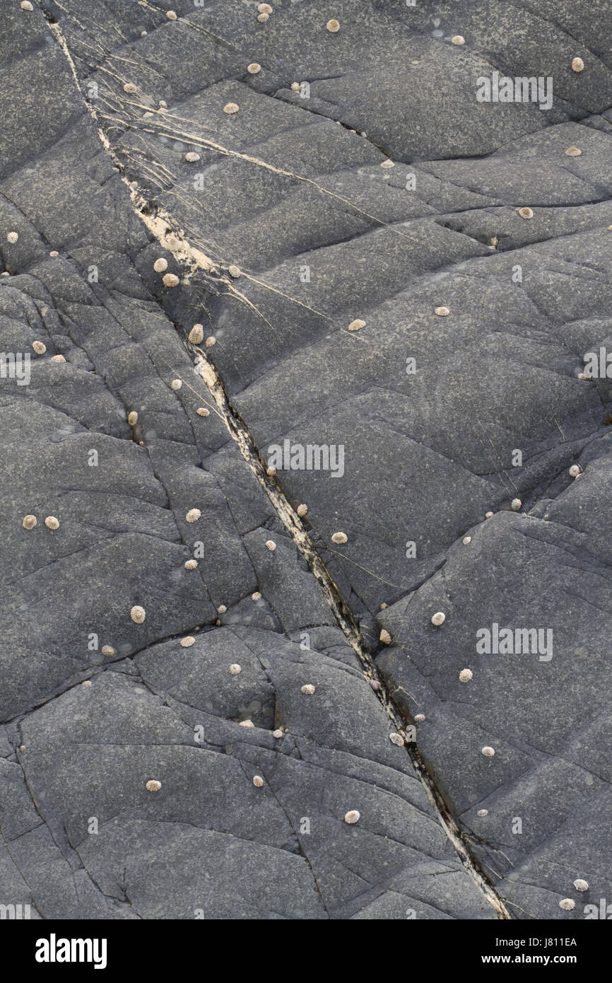 Abstract detail of Rocks and sea weed on the Devon, Shore Stock Photo