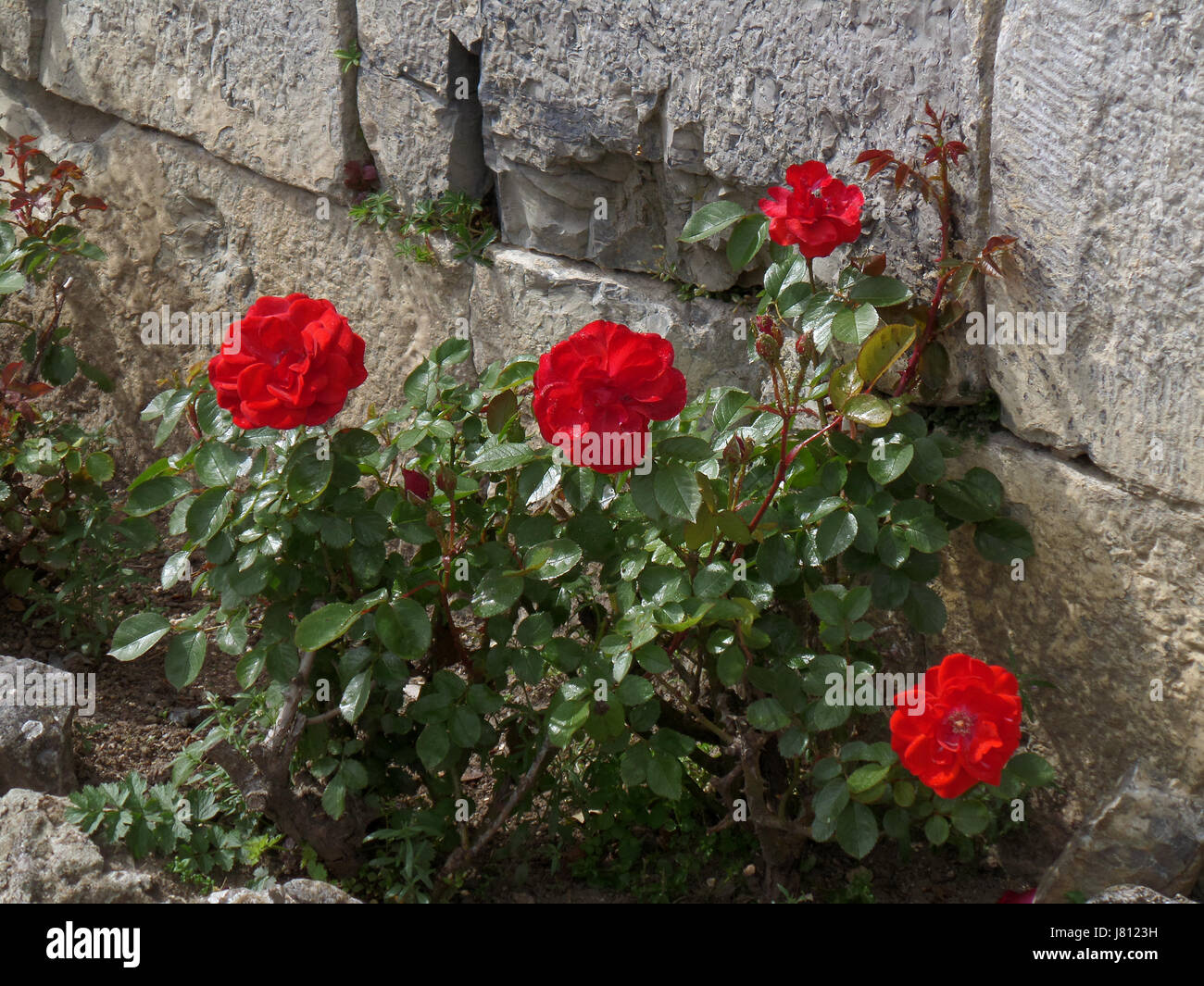Vibrant Red Blooming Roses at the Wall of La Citadelle de Dinant ...