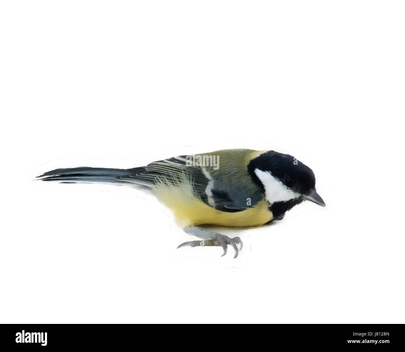 behavior of birds. great tit is afraid of cats. Isolated on white