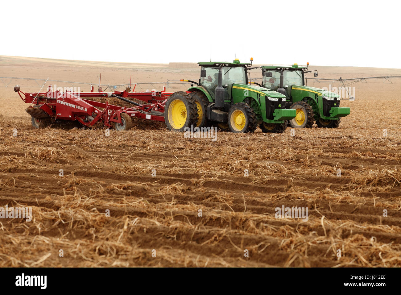 Mechanized harvesting of potatoes in the fertile farm fields of Idaho. Stock Photo