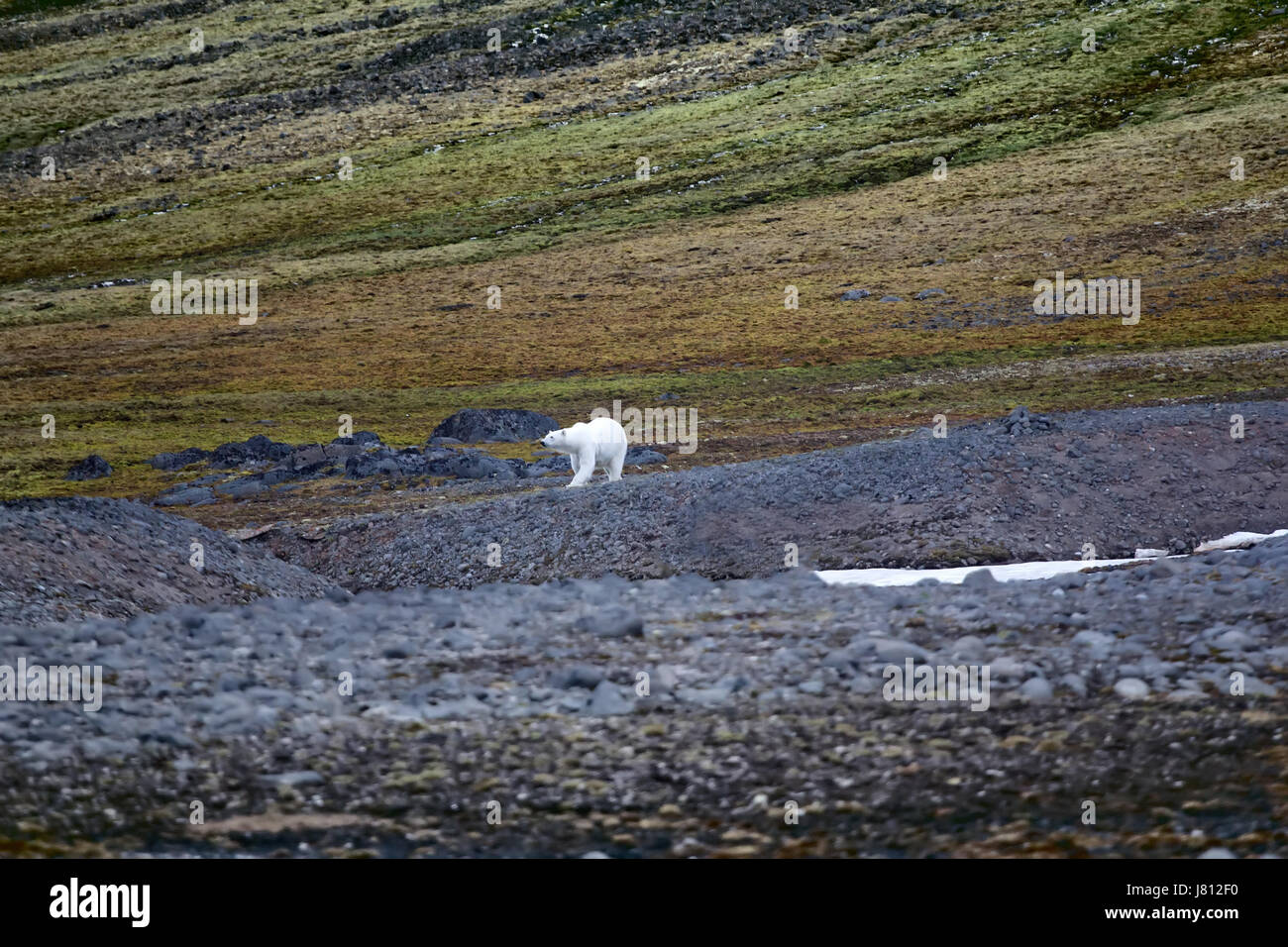 Polar bear on the Franz Josef Land. Arctic cold desert and areas of tundra on South side of mountains Stock Photo