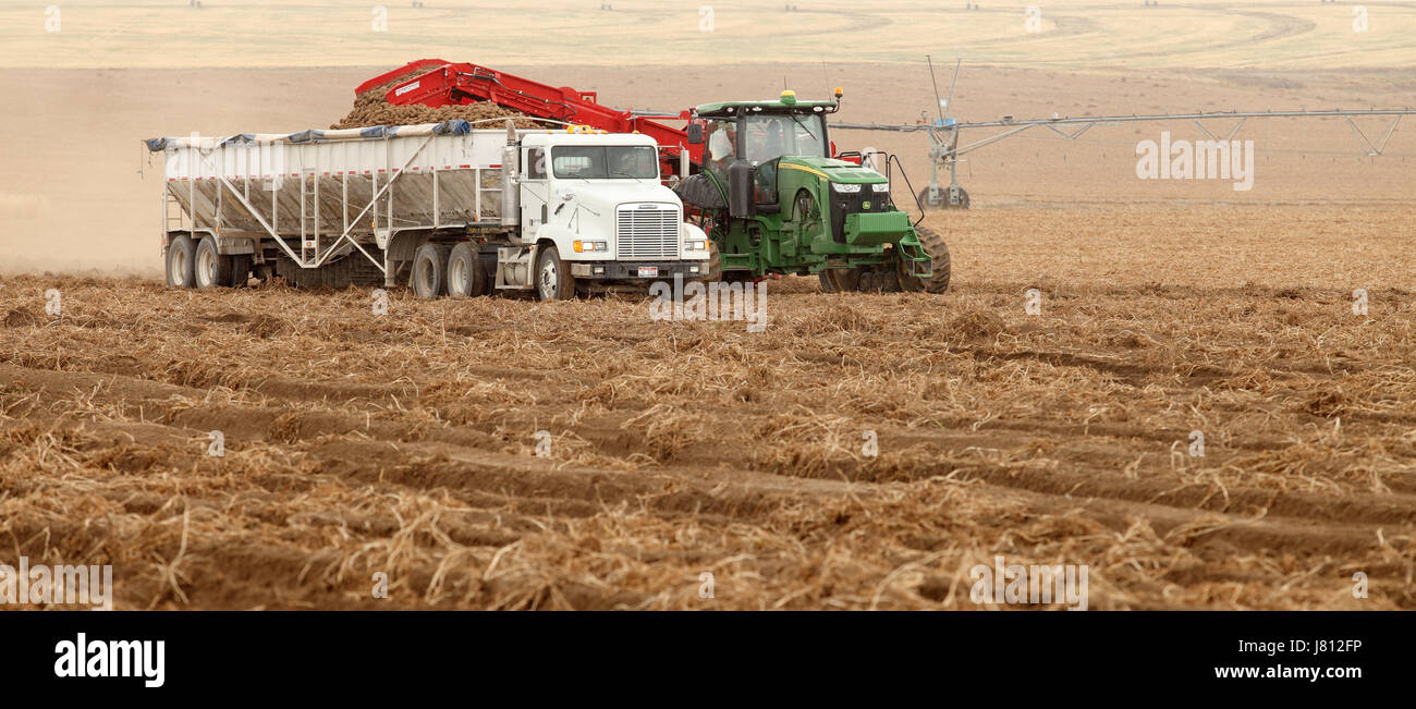 Mechanized harvesting of potatoes in the fertile farm fields of Idaho