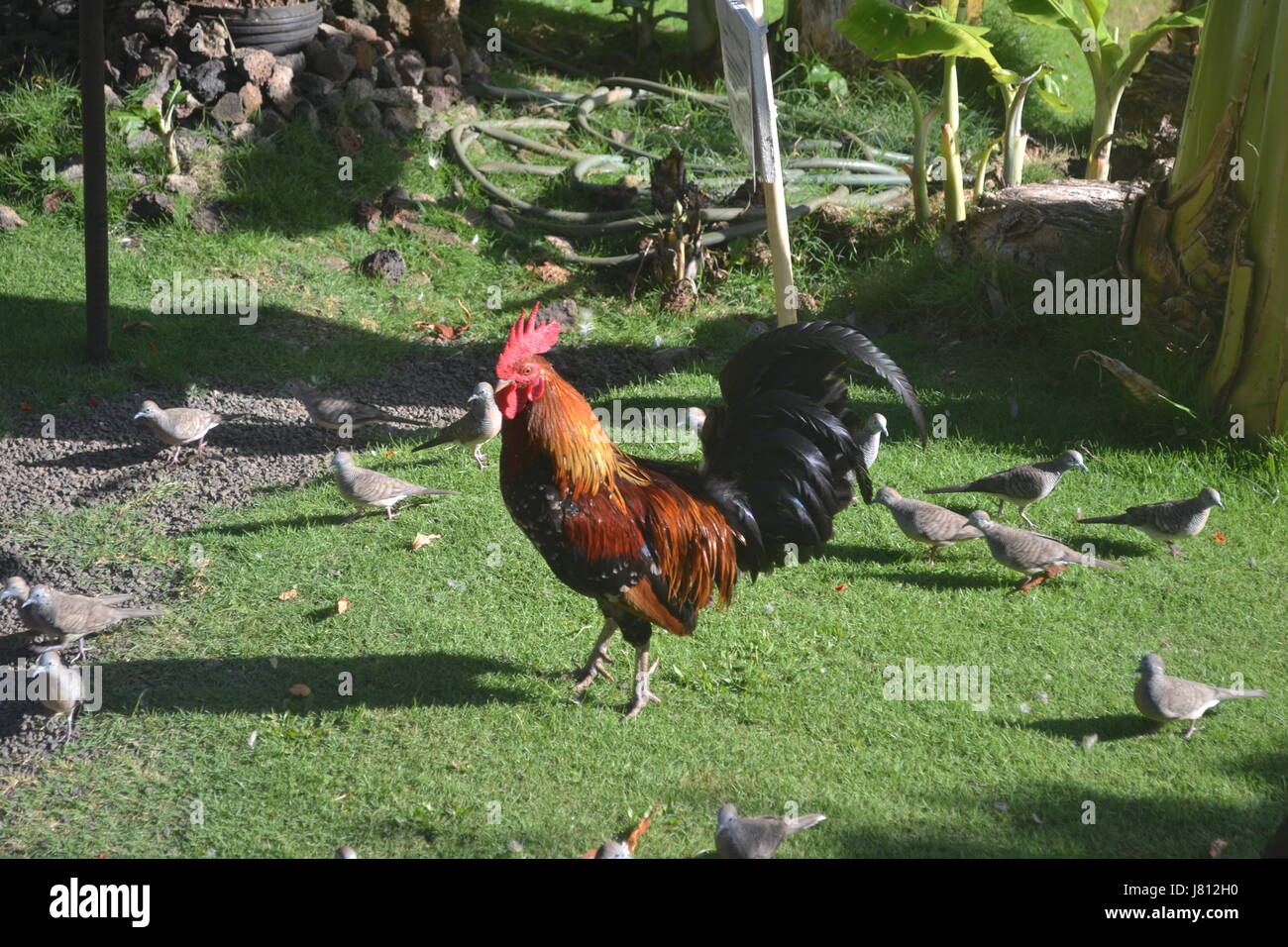 Kauai Rooster Stock Photo