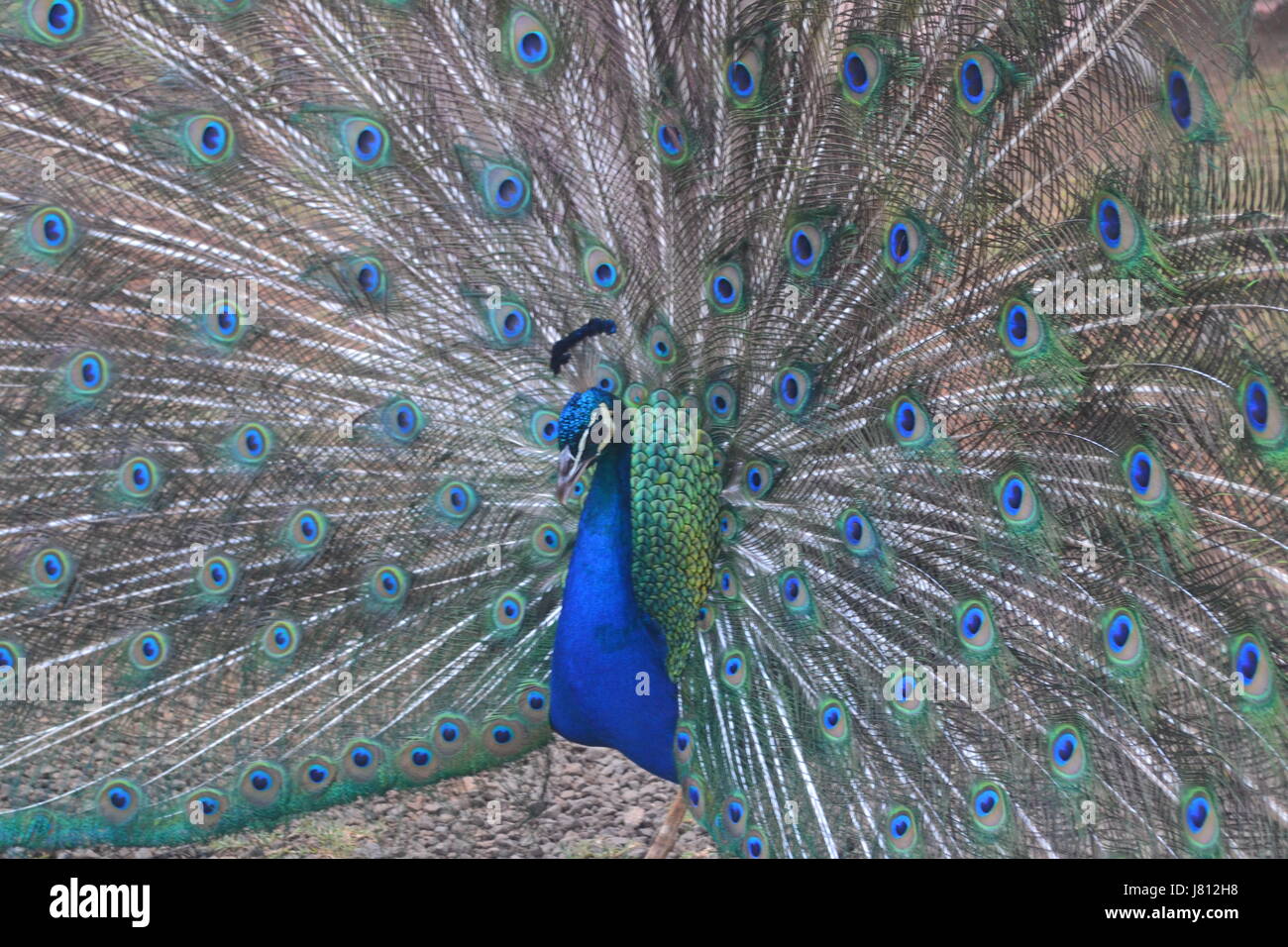 Peacock on display Stock Photo