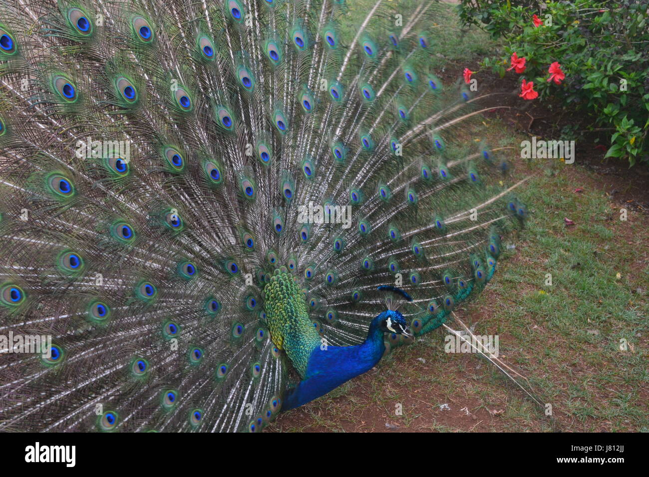 Strutting Peacock Stock Photo