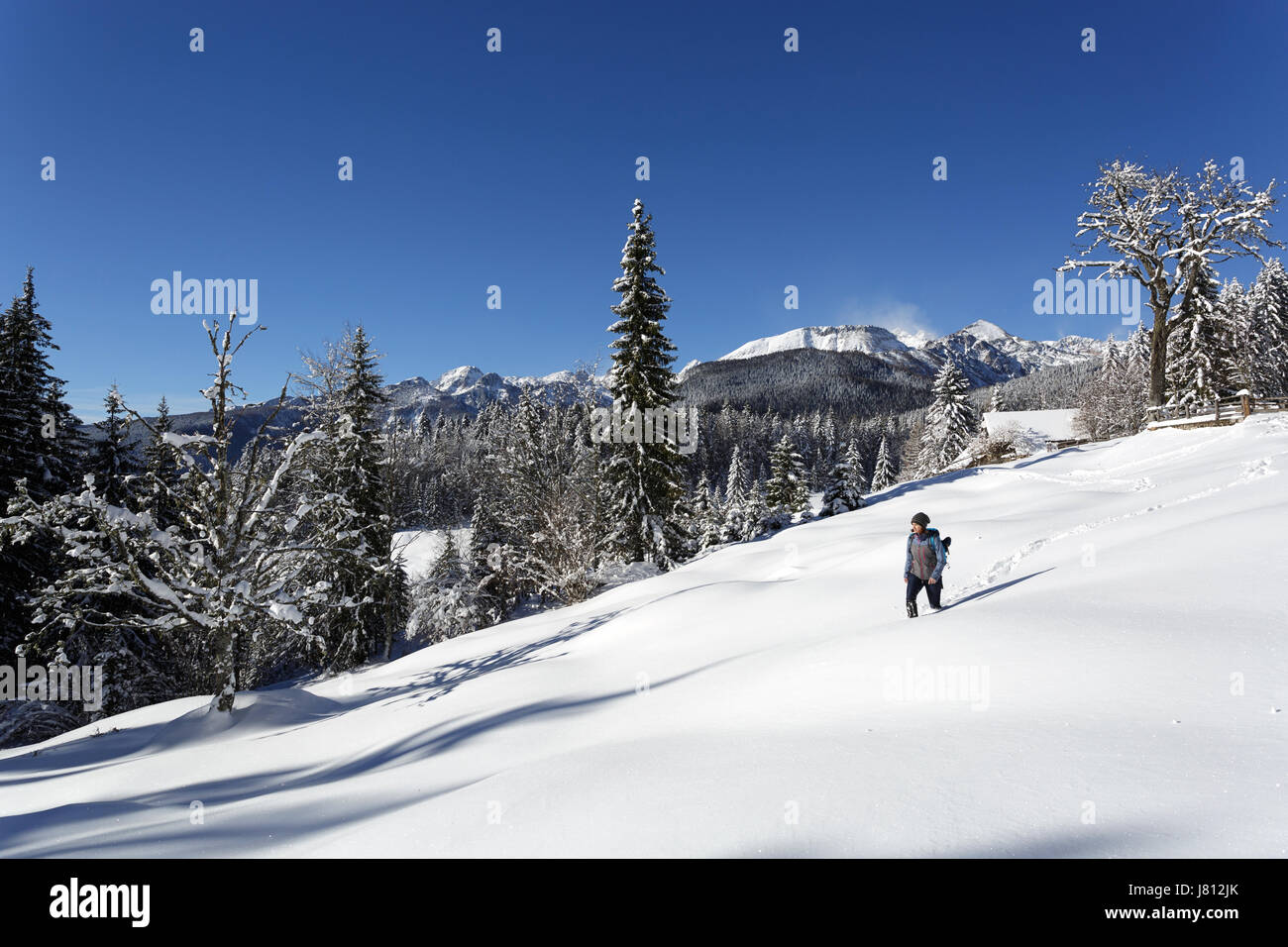 Woman hiking in deep snow on Pokljuka plateau, Slovenia Stock Photo Alamy