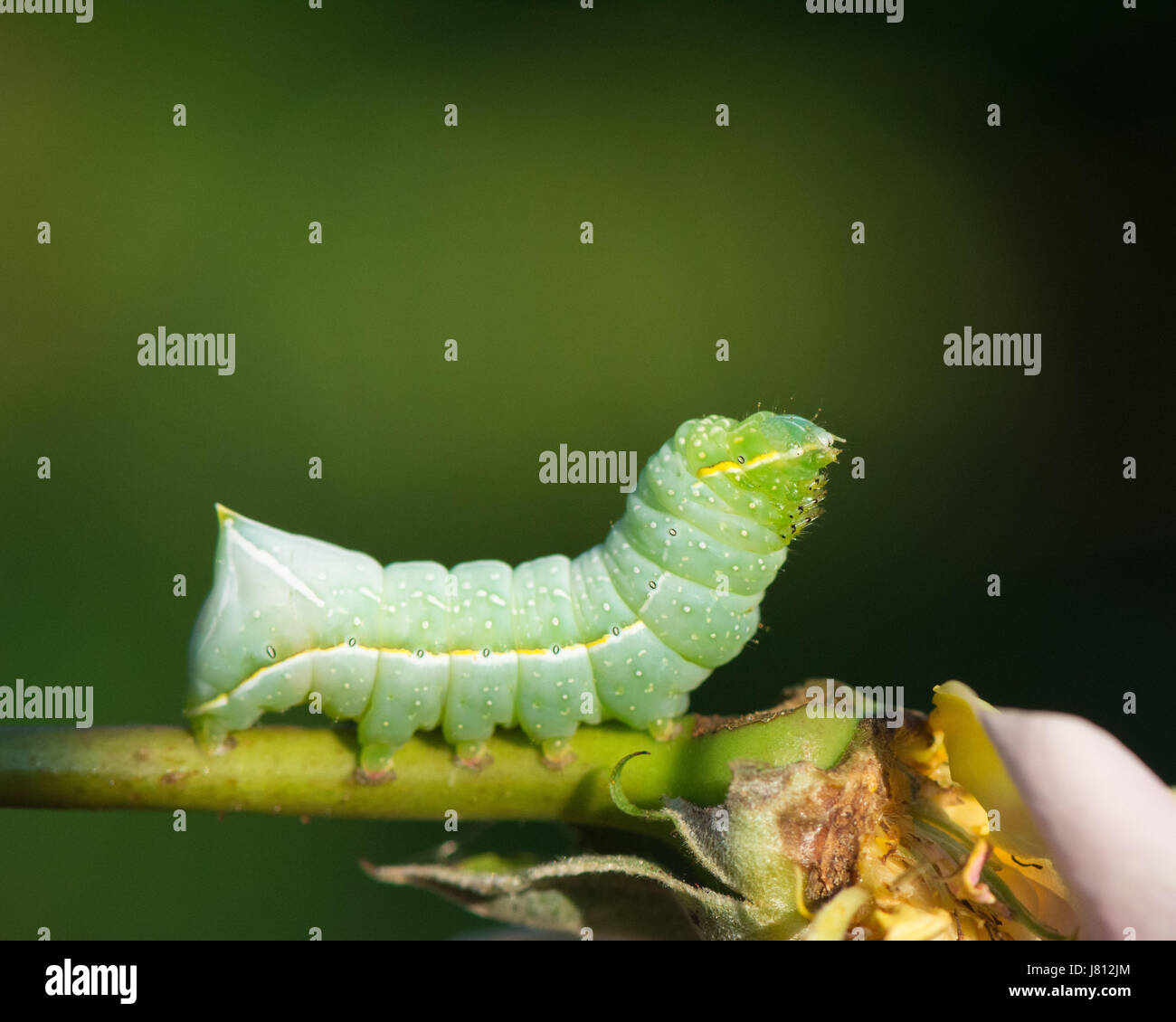 Caterpillar of the Copper Underwing moth feeding on a cultivated rose Stock Photo