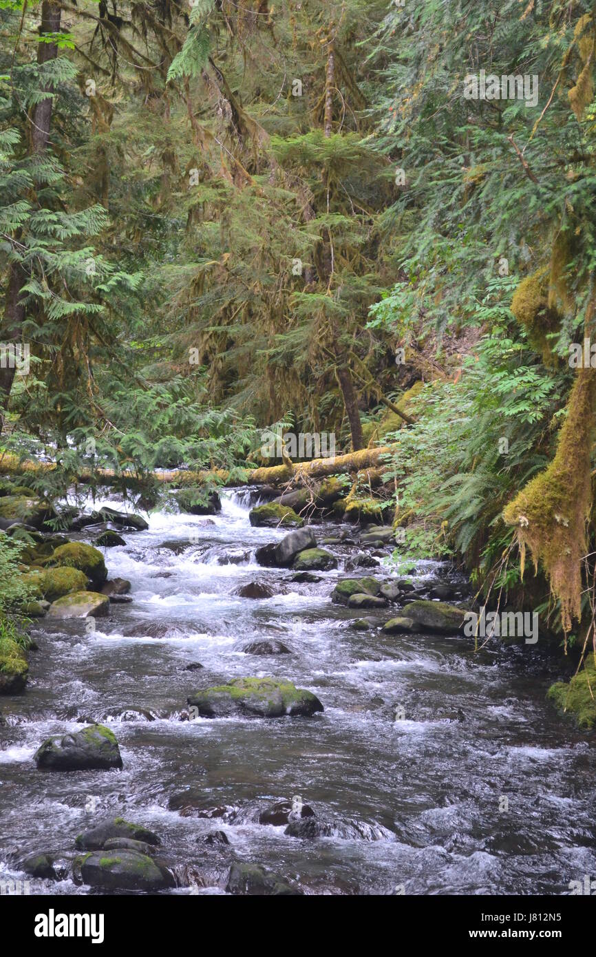 Wild River in the Deep Forest Stock Photo