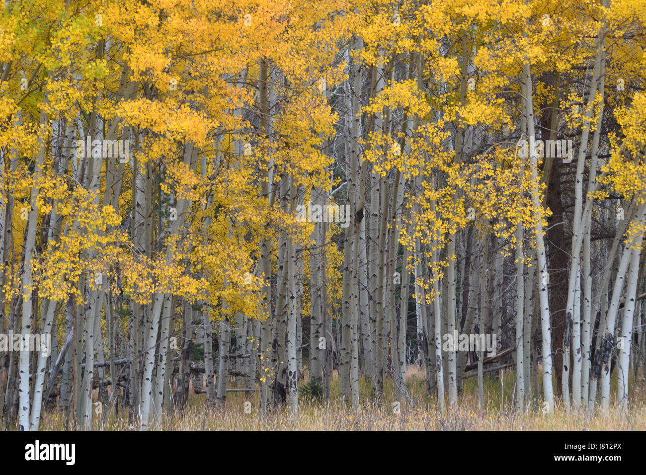 Aspen Forest, Colorado Stock Photo